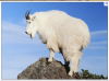 Mountain_Goat.png