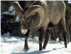 Mountain_Sheep.png