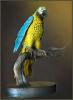 parrot23.jpg