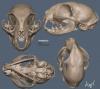 cat_skull_01.jpg
