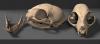 cat_skull_02.jpg