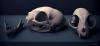cat_skull_03.jpg
