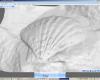 shell001.JPG