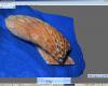 shell001text.JPG