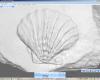 shell003white.JPG