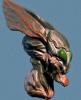 bug_head_photo.jpg