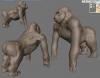 gorilla009.jpg