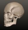 Voxel_Skull_Side.jpg