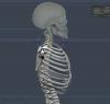 Scapula3.JPG