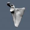 scapula 7.JPG