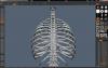 Ribcage3.JPG