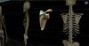 Scapula 2.JPG