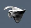 Scapula 6.JPG