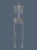 full skelton02.JPG