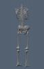 full skelton01.JPG