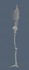 full skelton03.JPG
