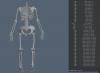 headless001.JPG