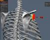 Scapula 4.JPG