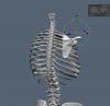 Scapula.JPG