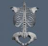 scapula 9.JPG