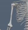 humerus.JPG