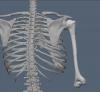 Humerus02.JPG