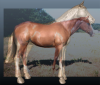 horse_Overlay.png