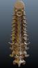 Spine002.JPG
