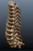 Spine003.JPG