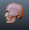 SkinnedHead.JPG