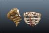 Sacrum.JPG