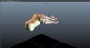 foot2.JPG