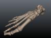 footsculpt3.JPG